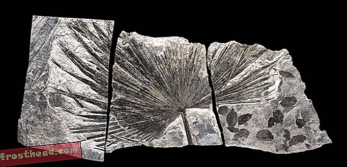 feuille de palmier fossile