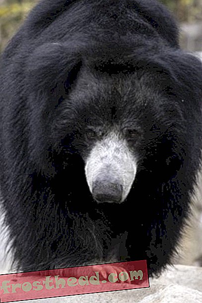 Възрастната ленива мечка умира в Националния зоопарк