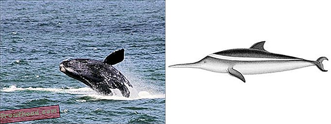 Δεξιά φάλαινα και φραγκισκάνα