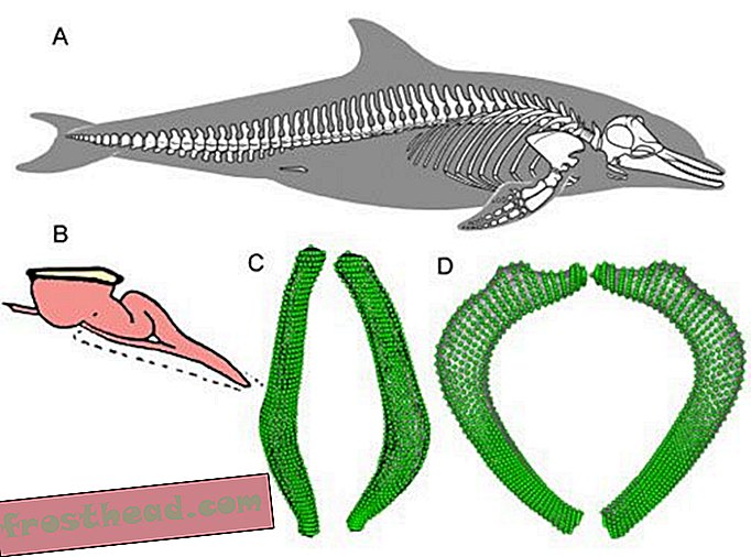 статьи, в Смитсоновском институте, новые исследования в Смитсоновском институте, наука, дикая прир - Беспорядочные киты хорошо используют свои тазовые кости