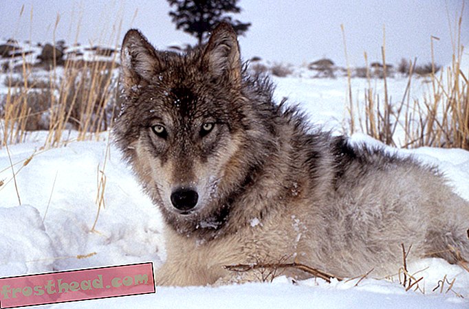 "Berjalan dengan Wolves" perdana di Saluran Smithsonian