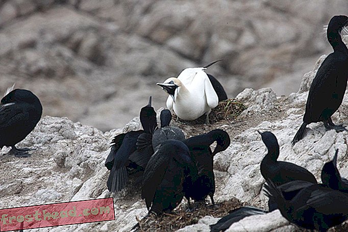 Severni Gannet in Brandtovi kormorani