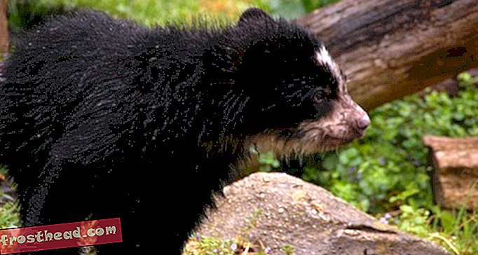 FOTOS Baby's First Romp: Andean Cubs Play in the Rain