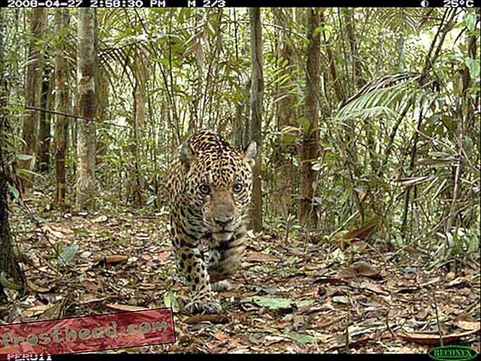An adult male jaguar "stalks" the camera. He was photographed nine times at four different cameras. (Courtesy of the National Zoo.)