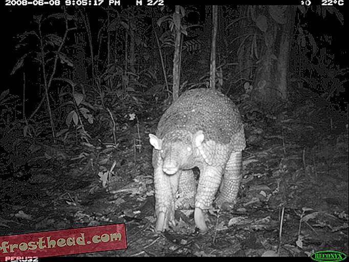 There's a reason this armadillo is called giant. Members of this species can weigh up to 71 pounds. The photo was taken at night. (Courtesy of the National Zoo.)