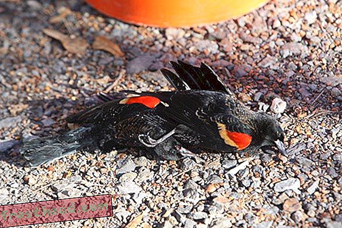 Smithsonian Bird Curator: Absterben ist keine so große Sache