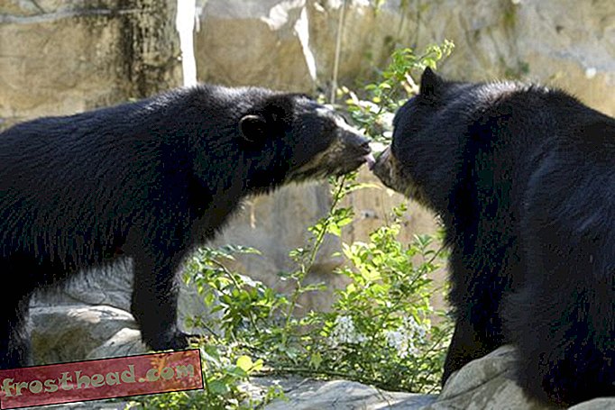 artikel, di smithsonian, blog, sekitar mal - Melihat Double: Andean Bear Cubs Lahir di Kebangsaan Zoo