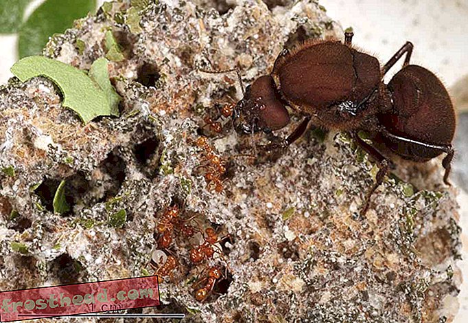 दुनिया की पहली किसानों चींटियों थे?