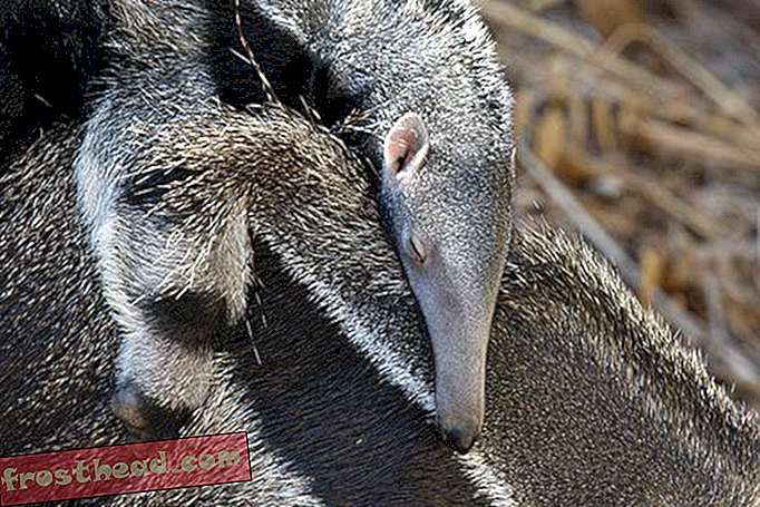National Zoo dodaje Twist do nazewnictwa Anteater