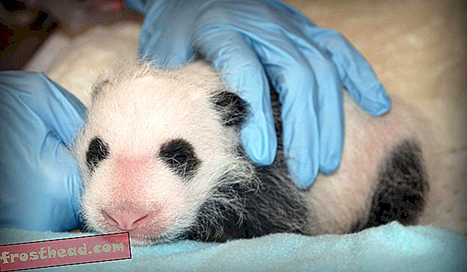 Bao Bao blev født i National Zoo den 23. august 2013 og rejste til Kina den 21. februar 2017.