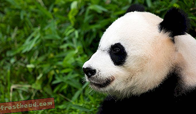 artikler, hos smeden, fra samlingerne, videnskab, dyreliv, rejser, Washington DC - 14 sjove fakta om kæmpe pandaer