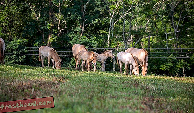 articles, au smithsonian, science, faune - Quatre poulains rejoignent le troupeau de chevaux de Przewalski au Smithsonian