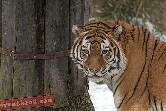 articles, au smithsonian, expositions, science, faune - Dites bonjour à Pavel, le dernier ajout du zoo national, un tigre de l'amour