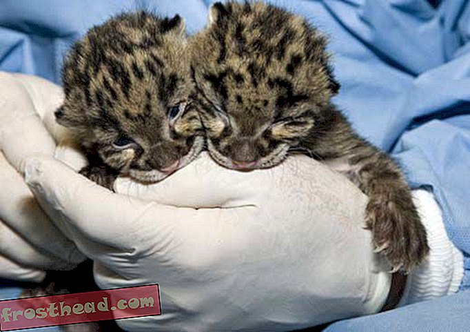 artículos, en el smithsonian, blogs, alrededor del centro comercial - Vota por los leopardos nublados en el concurso de bebés más lindo del zoológico