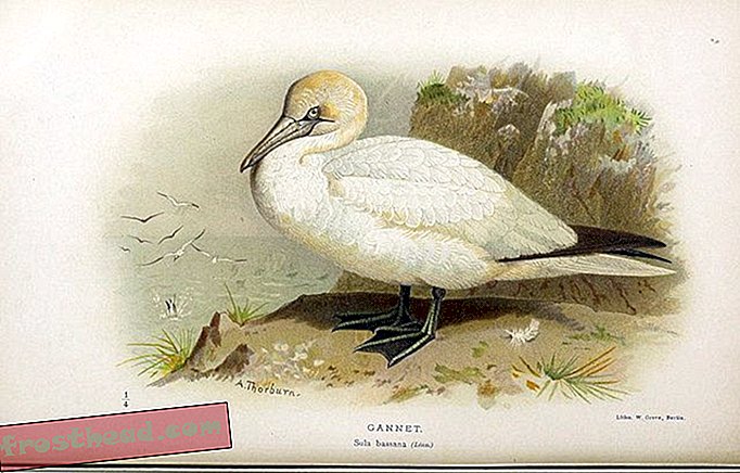 Figur Berwarna Burung-Burung di Kepulauan Inggris