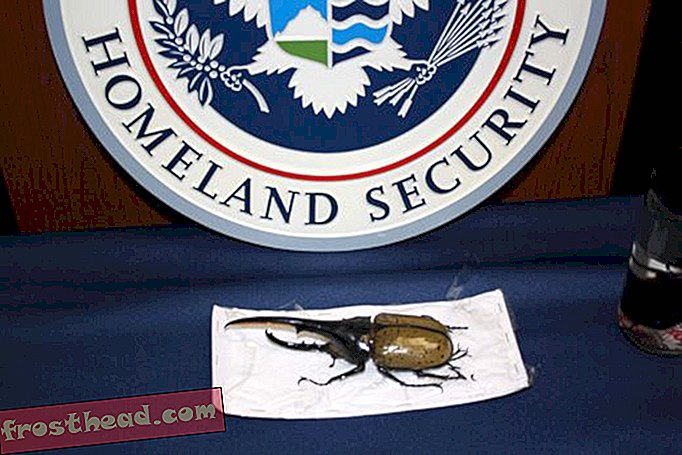 Des coléoptères géants illégaux se rendent au Smithsonian