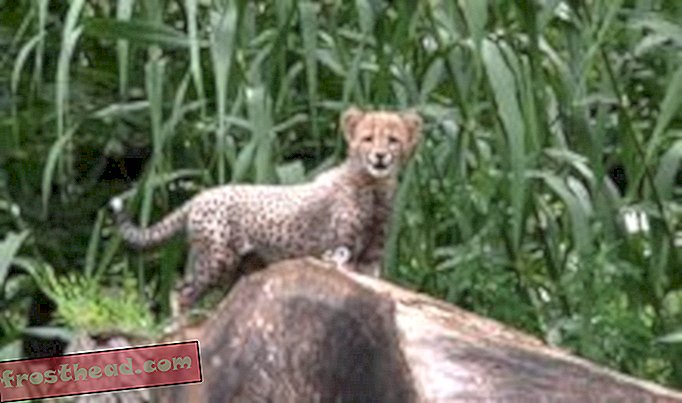 VIDÉO: Les bébés guépards s'ébattent au zoo