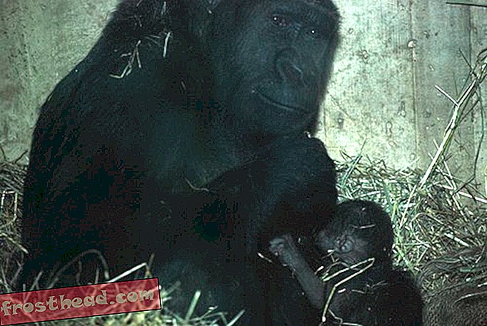 Lo zoo nazionale dà il benvenuto a Baby Gorilla