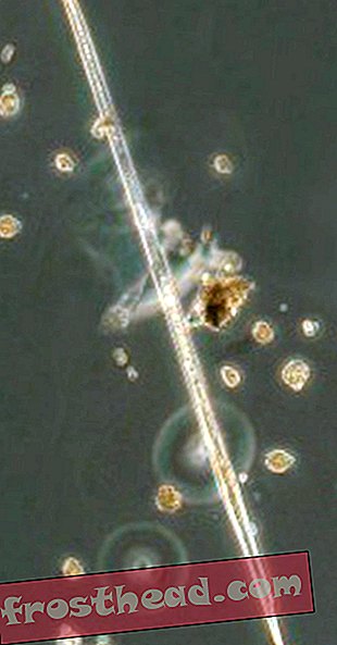 Le phytoplancton: le «plus gros» petit gars de l'océan