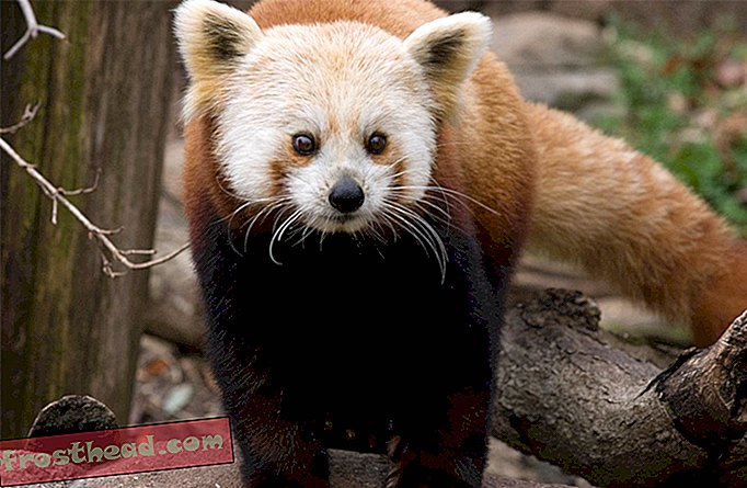 articles, au smithsonian, des collections, science, faune - Shama, le panda rouge, est mort