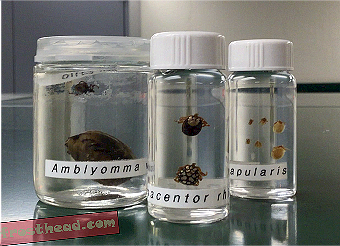Više od milijun krpelja čine ovu najprihvatljiviju kolekciju u Gruziji-članci, na Smithsonianu, iz zbirki, putovanja