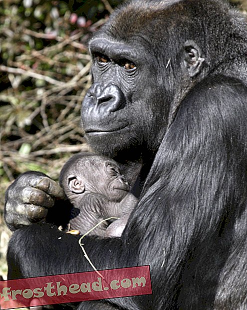 מאמרים, בסמיתסוניאן, בלוגים ברחבי הקניון - גורילה של גן החיות התינוק היא ילדה