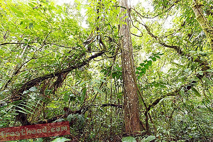 De favoriete manier van reizen van Tarzan, de Liana Vine, verstikt het vermogen van een boom om vrucht te dragen