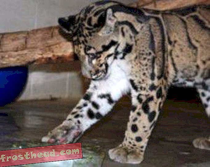 Първият рожден ден на облачните леопардови кубчета в зоопарка