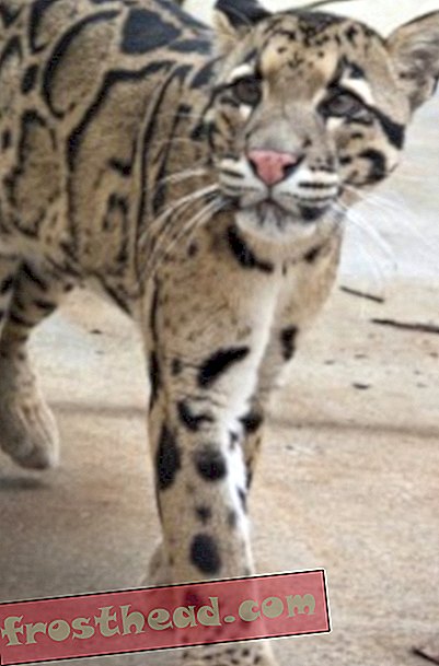 Admirez les léopards nuageux au festival de la conservation d'automne