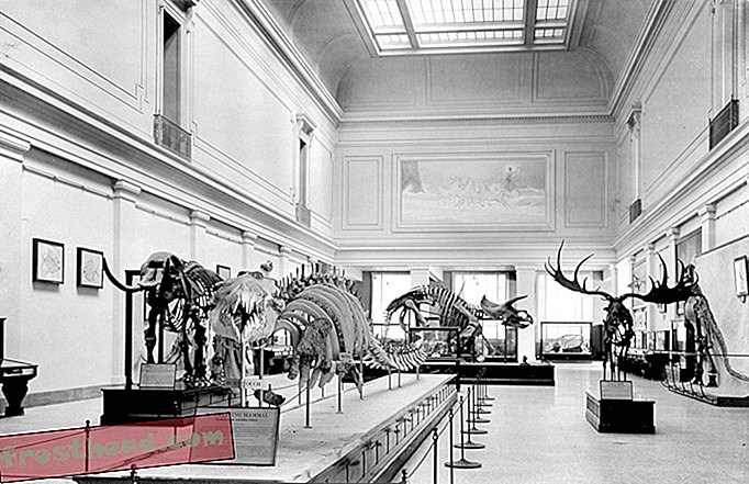Når T. Rex møder triceratops i New Dino Hall, vil det være en voldelig affære