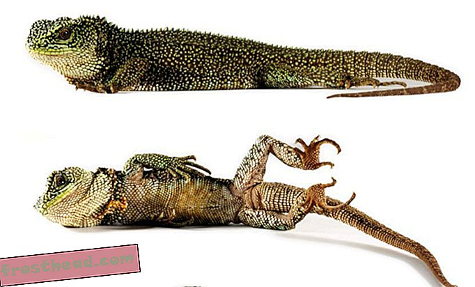 članki, na smithsonian, znanost, prostoživeče živali - V Andih so se našli novi pritlikavi zmaji