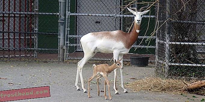 artikelen, bij de smithsonian, uit de collecties, wetenschap, dieren in het wild - Dama Gazelle Calf Born in Smithsonian's National Zoo