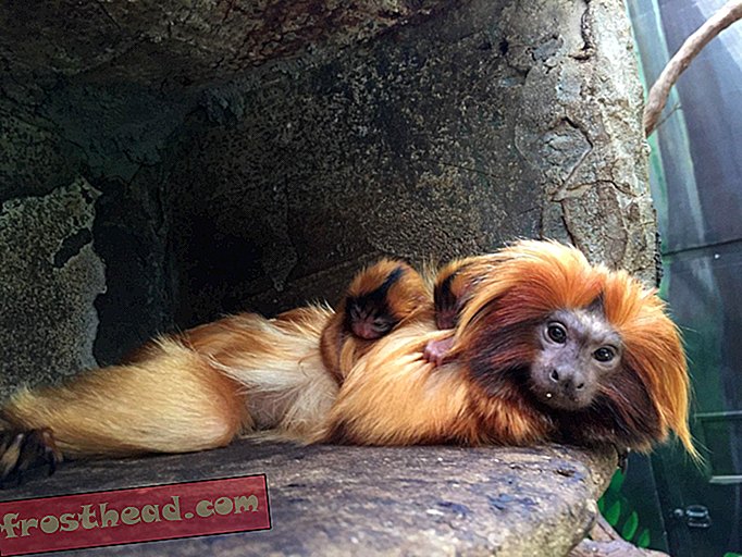 National Zoo riporta la morte del neonato Golden Lion Tamarin