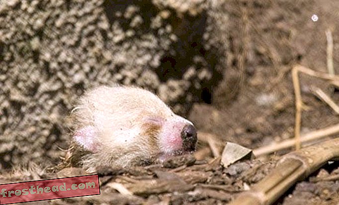 קאנדה פנדה אדומה מתה בגן החיות הלאומי