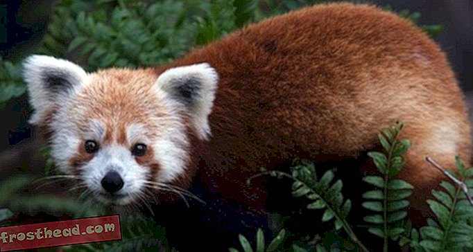 UPDATE: Punane Panda leiti pärast korpuse eest põgenemist