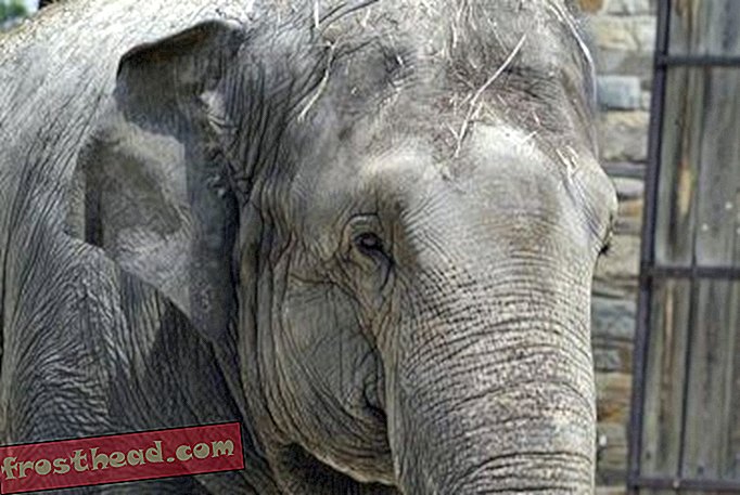 articles, au smithsonian, blogs, autour du centre commercial - L'amour des éléphants au zoo n'est plus ce qu'il était