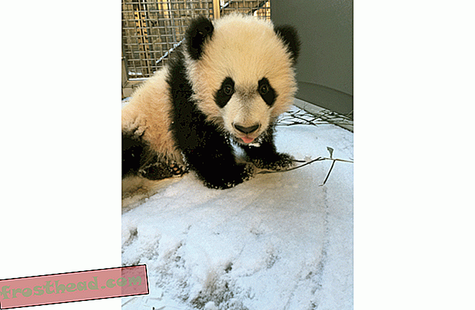 Zoo Keepers Hunkered Down with the Animals and Bei Bei Got to Play in the Snow (Photos)