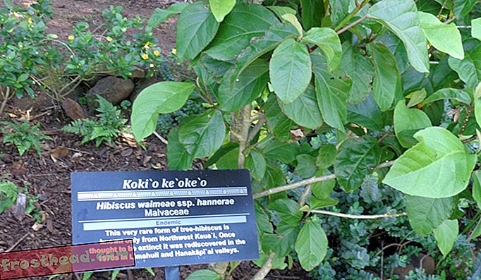 Una dintre numeroasele specii rare, un hibiscus, care se păstrează la Grădinile Limahuli.