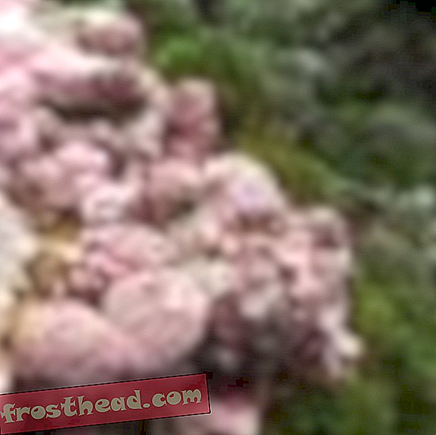 В своите слоеве тази зашеметяваща розова коралова водорасла съхранява тайните на миналото на климата