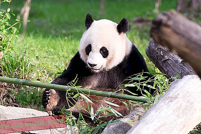 Za prijevoz smrznutog panda iz Semine iz Kine, službenici zoološkog vrta išli su skroz