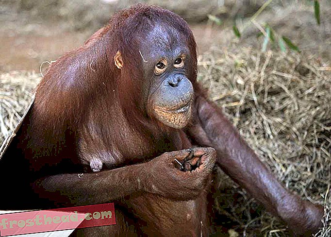 Avec son émission sur Ultrasound sur Facebook, l'Orang-outan du zoo est confirmé enceinte