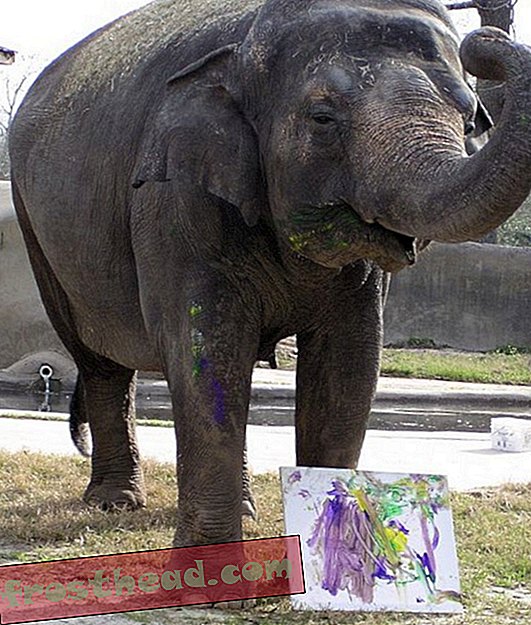 Sljedeće vijesti: Slon Bozie pridružit će se Nacionalnom zoološkom vrtu