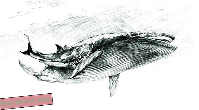 Serangan hiu!  (Dalam Fosil)-artikel, di smithsonian, blog, di sekitar mal