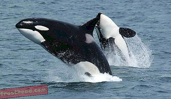 A indústria baleeira provou ser uma espécie de “alicerces” científicos na compreensão de como diferentes espécies de baleias interagem. Agora que as orcas estão de volta ao topo, temos um vislumbre de como os oceanos funcionavam antes dessa época.