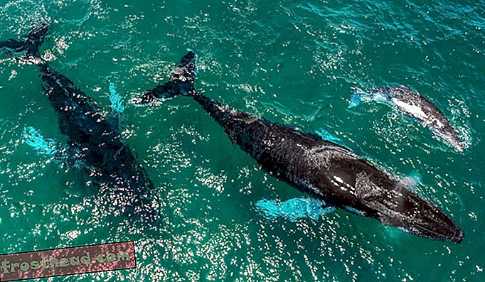 Artikel, am Smithsonian, neue Forschung am Smithsonian, wilde Dinge, Wissenschaft - Mit Menschen aus dem Weg, blühen Buckelwale - aber auch Orcas