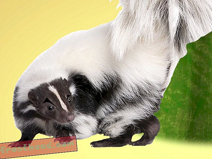 artiklid, smithsonian, küsi smithsonian, teadus, loodus - Küsi Smithsonianilt: Mis teeb Skunk Spray lõhnast nii kohutava?