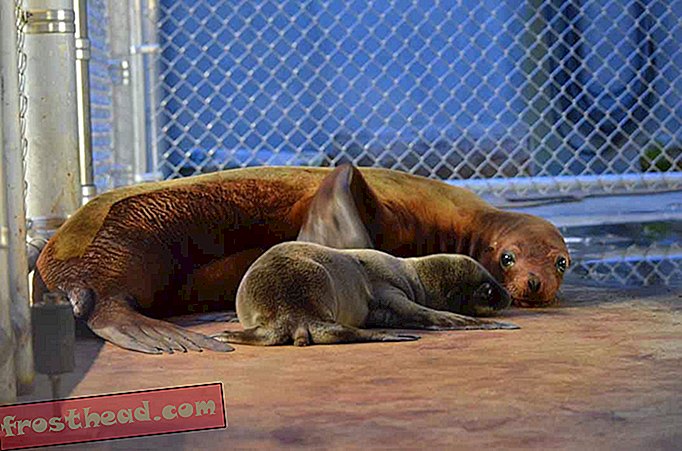 Stolt sjøløve mamma viser frem den nye valpen sin i disse bedårende bildene fra dyrehagen