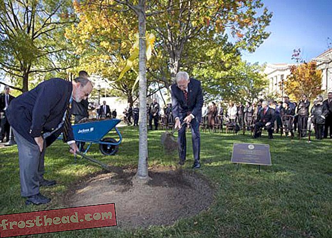 Za veterane, u američkoj povijesti raste stablo