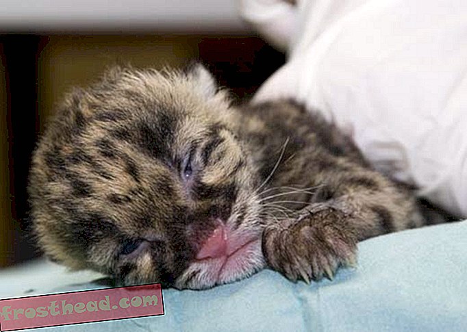 Attention!  Sérieusement mignon!  Nouveaux léopards léopardés nés au zoo