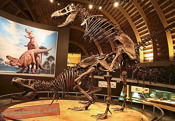 članci na smithsonianu, izložbe, znanost, dinosauri - Pet stvari koje ne znamo o Tyrannosaurus Rexu